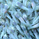 Illustration for article titled Scientists say these mysterious shrimp may hold keys to alien life